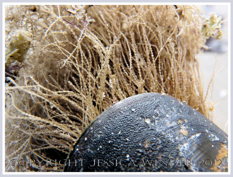Hydroids on Seashells 7 - Close-up detail of Hydroids growing on a mussel shell. P1160849aBlog7