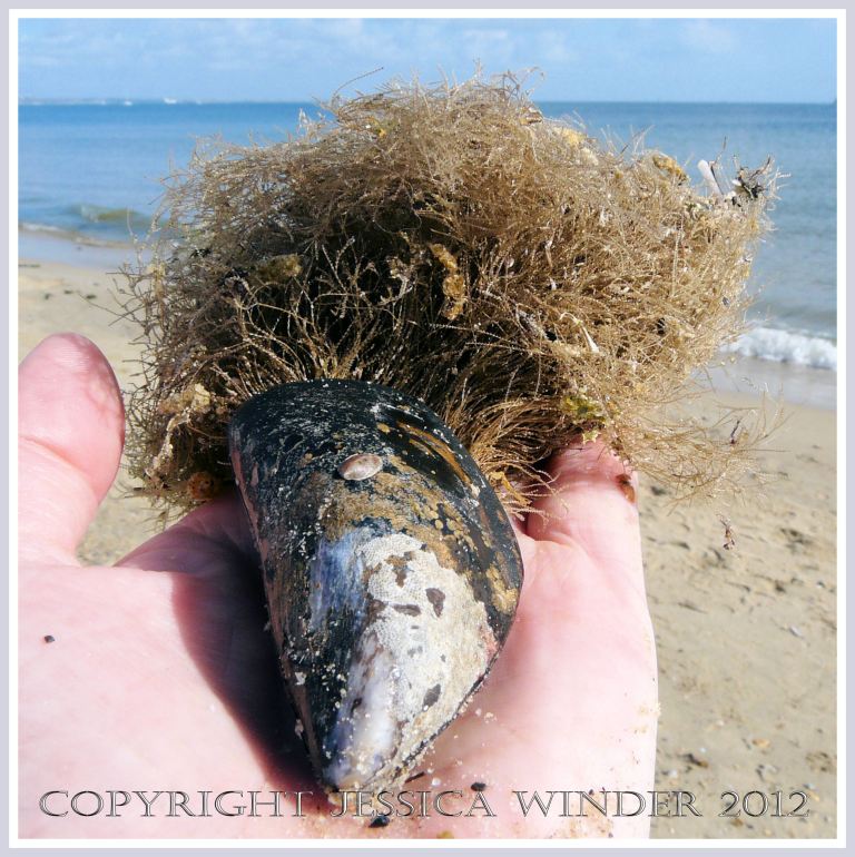 Hydroids on Seashells 5 - Holding a mussel shell on the beach which has a large colony of Hydroids attached like a tuft of hair. P1160854aBlog5