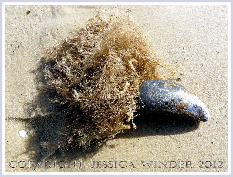 Hydroids on Seashells 6 - A mussel shell on the beach which has a large colony of Hydroids attached like a matted tuft of coarse hair. P1160856aBlog6