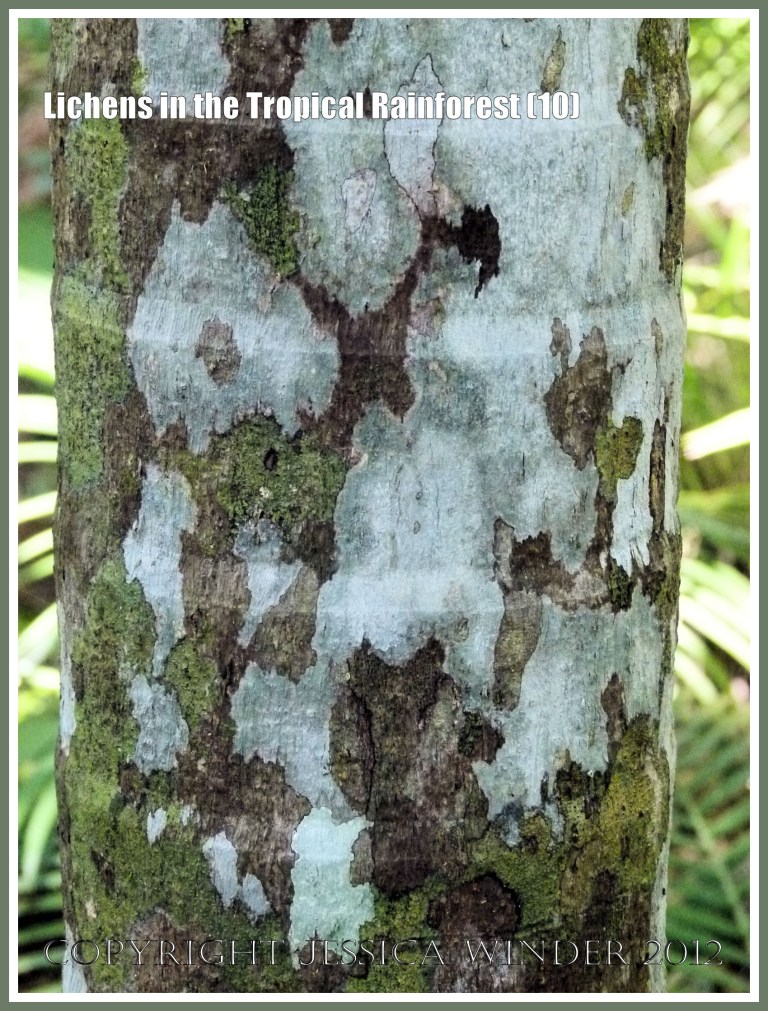 Lichens in the Tropical Rainforest (10) - The natural pattern made by lichens of different colours and species on a tree trunk in the tropical rainforest of Queensland, Australia.
