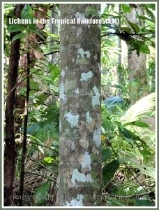 Lichens in the Tropical Rainforest (11) - The natural pattern made by lichens of different colours and species on a tree trunk in the tropical rainforest of Queensland, Australia.
