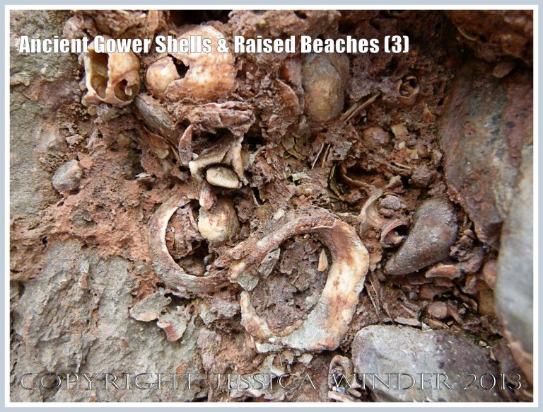 Ancient Gower Shells & Raised Beaches (3) - Limpet (Patella spp.), winkle (Littorina spp.), and other shell fragments shells from 125,000 to 130,000 years ago, in iron-stained stalagmitic calcium carbonate matrix, in  raised beach deposits, near Worms Head Causeway, Rhossili Bay, Gower, South Wales. 