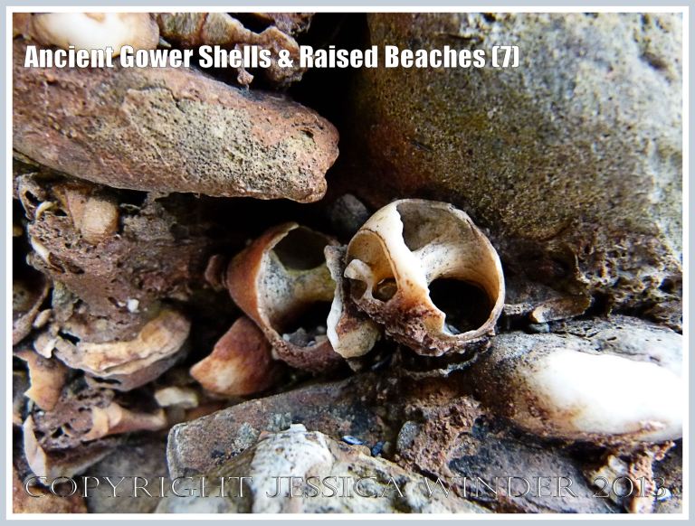 Ancient Gower Shells & Raised Beaches (7) - Winkle shells (Littorina spp.) from 125,000 to 130,000 years ago, in raised beach deposits dating from the Ipswichian Interglacial Period, near Worms Head Causeway, Rhossili Bay, Gower, South Wales. 