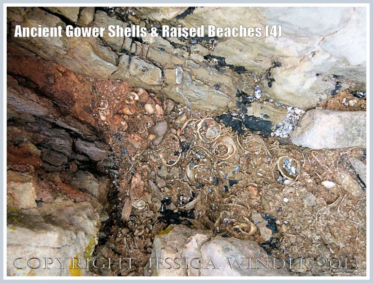 Ancient Gower Shells & Raised Beaches (4) - Winkle and limpet shells cemented in a hardened matrix with pebbles and shell fragments, in part of a raised beach, dating from the Ipswichian Interglacial 125,000 to 130,000 years ago in the Pleistocene - found between Carboniferous limestone layers at Worms Head Causeway, Rhossili, Gower, South Wales.