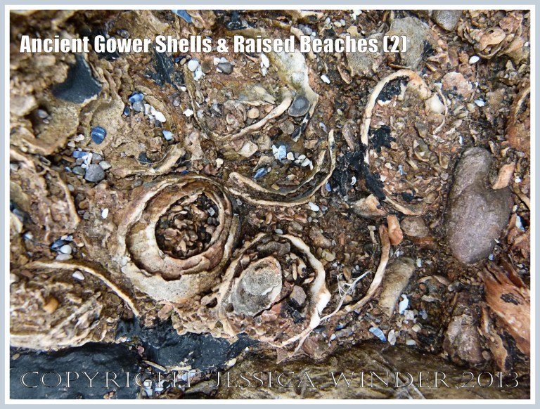 Ancient Gower Shells & Raised Beaches (2) - Limpet shells from 125,000 to 130,000 years ago, in raised beach deposits dating from the Ipswichian Interglacial Period, near Worms Head Causeway, Rhossili Bay, Gower, South Wales.