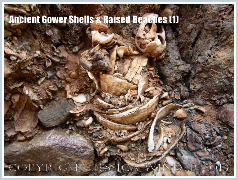 Ancient Gower Shells & Raised Beaches (1) - Limpet shells from 125,000 to 130,000 years ago, in raised beach deposits dating from the Ipswichian Interglacial Period, near Worms Head Causeway, Rhossili Bay, Gower, South Wales. 