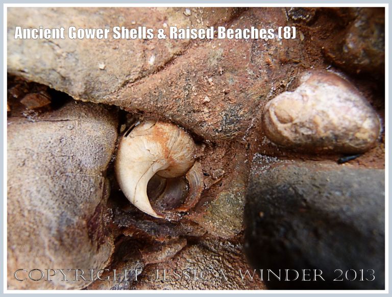 Ancient Gower Shells & Raised Beaches (8) - Winkle shell (Littorina spp.) from 125,000 to 130,000 years ago, in raised beach deposits dating from the Ipswichian Interglacial Period, near Worms Head Causeway, Rhossili Bay, Gower, South Wales. 