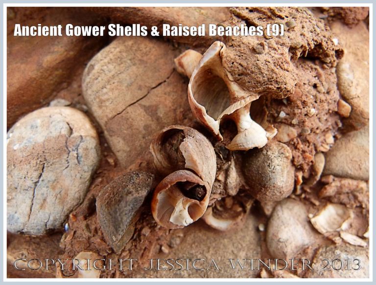 Ancient Gower Shells & Raised Beaches (9) - Winkle shells (Littorina spp.) from 125,000 to 130,000 years ago, in raised beach deposits dating from the Ipswichian Interglacial Period, near Worms Head Causeway, Rhossili Bay, Gower, South Wales. 