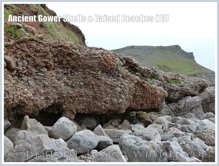 Ancient Gower Shells & Raised Beaches (13) - Over-hanging layers of ancient raised beach deposits with pebbles and marine shells, formed during an interglacial period 125,000 to 130,000 years ago, on the landward edge upper shore of the Worms Head Causeway, Gower, South Wales.