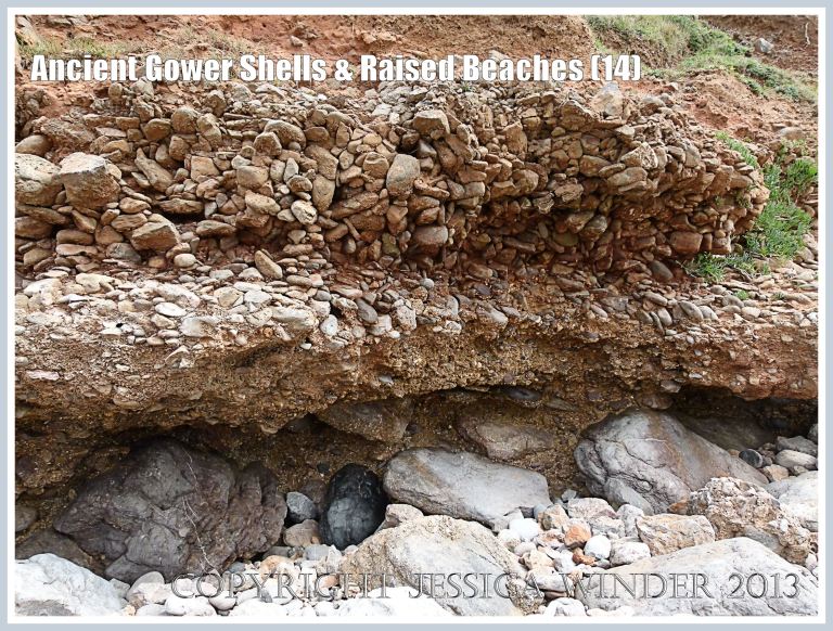 Ancient Gower Shells & Raised Beaches (14) - Over-hanging layers of ancient raised beach deposits with pebbles and marine shells, formed during an interglacial period 125,000 to 130,000 years ago, seen on the landward (Rhossili) edge of the upper shore of the Worms Head Causeway, Gower, South Wales.