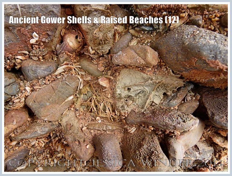 Ancient Gower Shells & Raised Beaches (12) - Shells and pebbles in a raised beach naturally cemented together by rusty-coloured calicite cement. Dating from the Ipswichian Interglacial Period 125,000 to 130,000 years ago. Photographed on the tip of the Rhossili Headland where it drops down to the Worms Head Causeway, Gower, South Wales. 
