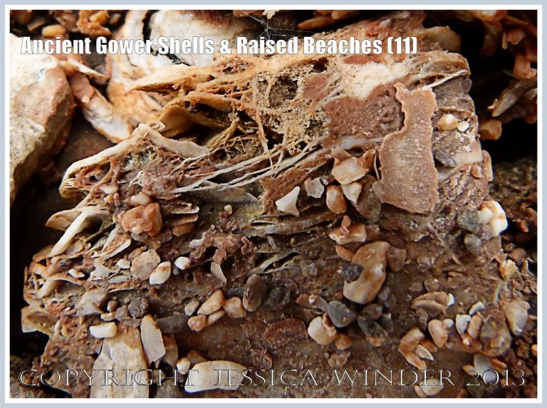 Ancient Gower Shells & Raised Beaches (11) - Shell fragments and gravel  from 125,000 to 130,000 years ago, embedded in an iron-stained calcite cement (seen here in close-up as a network of crystalline strands), in raised beach deposits dating from the Ipswichian Interglacial Period, near Worms Head Causeway, Rhossili Bay, Gower, South Wales.