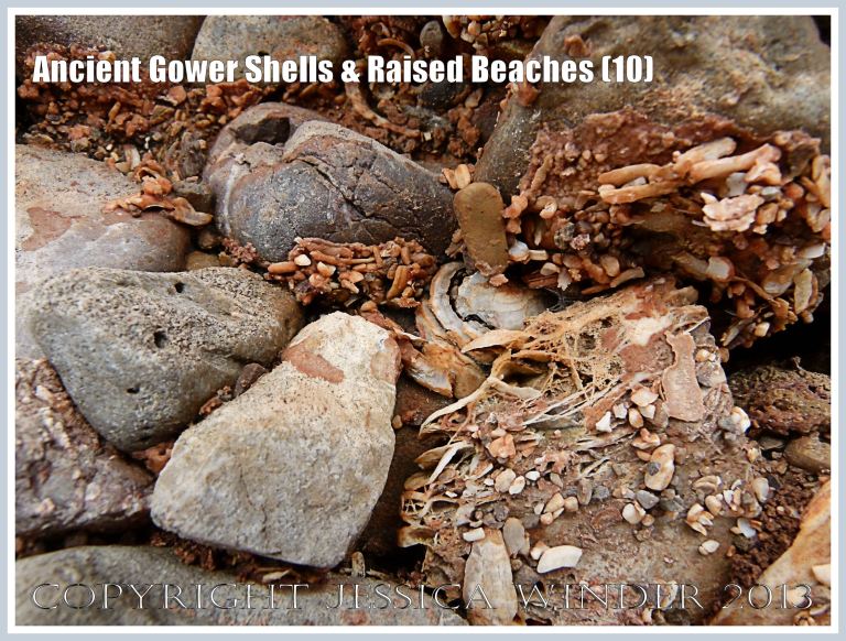 Ancient Gower Shells & Raised Beaches (10) - Shell fragments from 125,000 to 130,000 years ago, embedded in an iron-stained calcite cement (seen here as a network of crystalline strands), in raised beach deposits dating from the Ipswichian Interglacial Period, near Worms Head Causeway, Rhossili Bay, Gower, South Wales.
