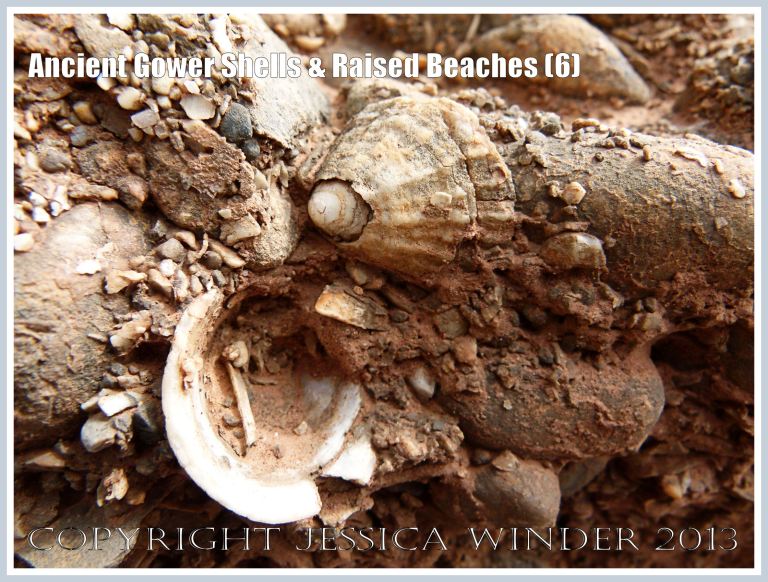 Ancient Gower Shells & Raised Beaches (6) - Limpet shells from 125,000 to 130,000 years ago, in raised beach deposits dating from the Ipswichian Interglacial Period, near Worms Head Causeway, Rhossili Bay, Gower, South Wales. 