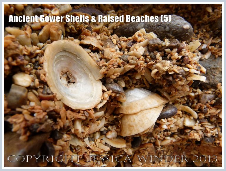 Ancient Gower Shells & Raised Beaches (5) - Limpet shells from 125,000 to 130,000 years ago, in raised beach deposits dating from the Ipswichian Interglacial Period, near Worms Head Causeway, Rhossili Bay, Gower, South Wales. 