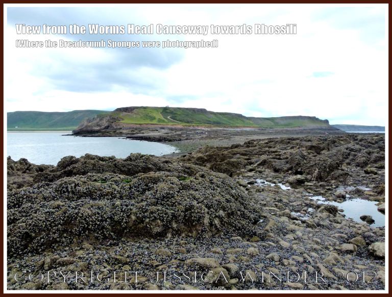 View across the Worms Head Causeway towards Rhossili - where the photographs of the sponges were taken. Gower, South Wales, July 2012. 