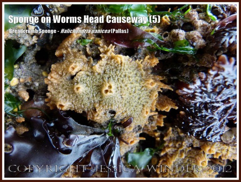 Breadcrumb Sponge on Worms Head Causeway (5) - Halichondria panicea (Pallas) on low-tide rocks of Worms Head Causeway, Rhossili, Gower, South Wales, July 2012. 