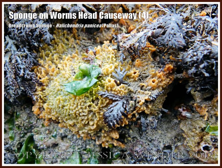 Breadcrumb Sponge on Worms Head Causeway (4) - Halichondria panicea (Pallas) on low-tide rocks of Worms Head Causeway, Rhossili, Gower, South Wales, July 2012. 