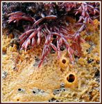 Lomentaria articulata (Hudson) Lyngbye - Fronds of the red Lomentaria alga resting on orange Breadcrumb Sponge. 