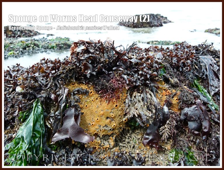 Breadcrumb Sponge on Worms Head Causeway (2) - Halichondria panicea (Pallas) with seaweeds on low-tide rocks of Worms Head Causeway, Rhossili, Gower, South Wales, July 2012. 