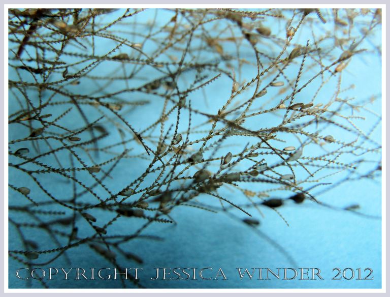 Hydroids on Seashells 4 - close-up of stems of a monosiphonic Hydroid colony, showing smaller hydrothacae on opposite sides of the hydrocaulus and hydrocladia - also showing larger empty gonothecae that enclose the medusae-producing blastostyles. P1260117aBlog4