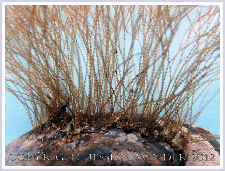 Hydroids on Seashells 2 -  The upright stems or hydrocauli of a hydroid attached by the basal stolon to a mussel shell. P1260129aBlog2