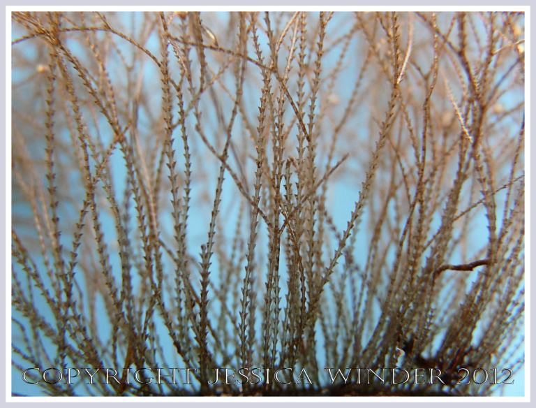 Hydroids on Seashells 3 - The upright stems or hydrocauli of a hydroid with side branches or hydrocladia - both showing perisarcal cups or hydrothecae bearing the feeding polyps or hydranths. P1260138aBlog3