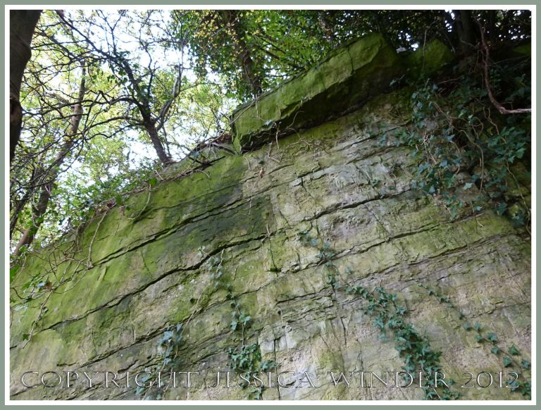 'Black Lias' at Clements Quarry 6 - Looking up to the top of the quarried face of Oystermouth Formation Carboniferous rocks at Clements Quarry, Oystermouth, near Mumbles, Gower, South Wales. P1270603aBlog6