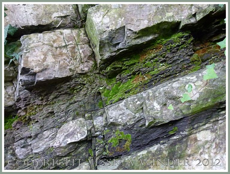 'Black Lias' at Clements Quarry 2 - Alternating limestone and shale layers of the Oystermouth Formation (also known as the Carboniferous Upper Limestone Shales), at Clements Quarry near Mumbles, Gower, South Wales. P1270606aBlog2