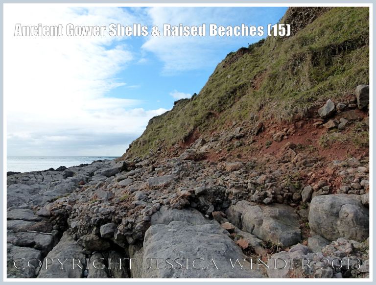 Ancient Gower Shells & Raised Beaches (15) - Layer of ancient raised beach deposits with pebbles and marine shells, formed during an interglacial period 125,000 to 130,000 years ago, forming a carpeting layer cemented to wave-cut bed-rock, seen on the landward (Rhossili) edge of the upper shore of the Worms Head Causeway, Gower, South Wales. 