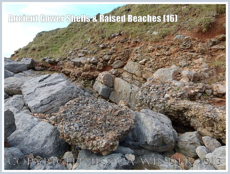 Ancient Gower Shells & Raised Beaches (16) - Layer of ancient raised beach deposits with pebbles and marine shells, formed during an interglacial period 125,000 to 130,000 years ago, forming a carpeting layer cemented to wave-cut bed-rock. A chunk of the deposit has become detached.  Vertical section of raised beach deposits, solifluction debris, and red soil derived from Old Red Devonian sandstone seen in background. Photographed on the landward (Rhossili) edge of the upper shore of the Worms Head Causeway, Gower, South Wales. 