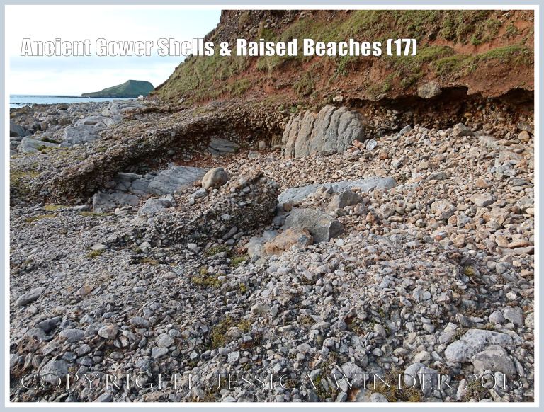 Ancient Gower Shells & Raised Beaches (17) - Layer of ancient raised beach deposits with pebbles and marine shells, formed during an interglacial period 125,000 to 130,000 years ago, forming a carpeting layer cemented to wave-cut bed-rock. Another layer can be seen overlying it and extending seawards, while the vertical section of raised beach deposits, solifluction debris, and red soil derived from Old Red Devonian sandstone is visible  in background - with the lowest layer undercut and overhanging the beach. Photographed on the landward (Rhossili) edge of the upper shore of the Worms Head Causeway, Gower, South Wales. 