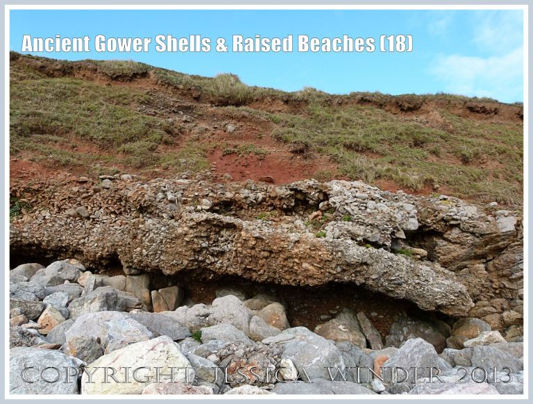 Ancient Gower Shells & Raised Beaches (18) - Over-lapping and protruding layers of ancient raised beach deposits with pebbles and marine shells, formed during an interglacial period 125,000 to 130,000 years ago, with solifluction debris, and red soil derived from Old Red Devonian sandstone also visible, with the lowest layer undercut by high tide wave action and overhanging Carboniferous Limestone bed-rock below. Photographed on the Rhossili Headland edge of the Worms Head Causeway, Gower, South Wales. 