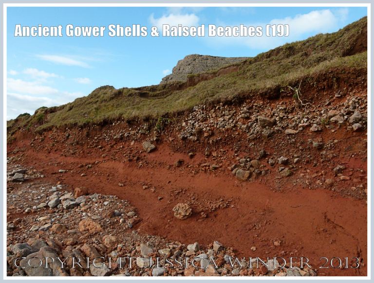 Ancient Gower Shells & Raised Beaches (19) - Deep red soil (derived from Old Red Devonian rocks) obscuring the raised beach deposits at the base of the Rhossili Headland, adjacent to the Worms Head Causeway, Gower, South Wales. 