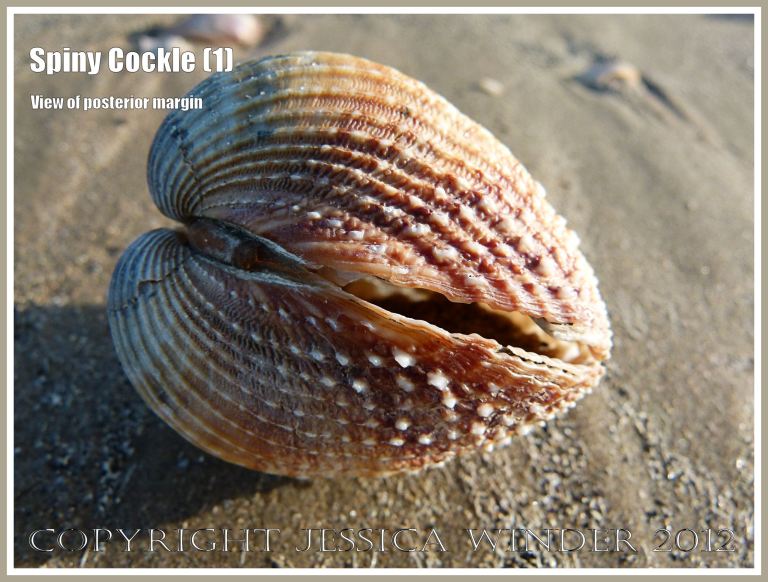 Spiny Cockle (1) -  View of posterior surface of an empty Spiny Cockle shell (Acanthocardia aculeata Linnaeus) on the sand at Rhossili Beach, Gower, South Wales. 