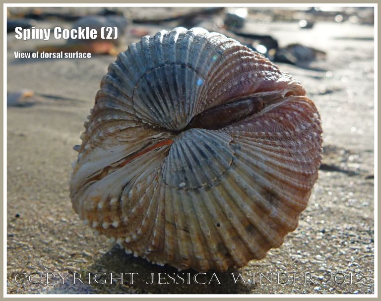 Spiny Cockle (2) -  View of the dorsal surface showing the hinge line between the two valves, the rounded umbos and protoconch, and the brown external ligament to the right in the posterior half of the shell. Photographed on the sandy strand-line at Rhossili Bay, Gower, South Wales. 