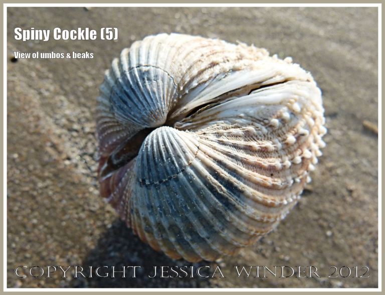 Spiny Cockle (5) -  Antero-dorsal view of the empty paired valves of Acanthocardia aculeata L., front side uppermost on right of image, back side nearer to sand with brown ligament between the valves. Rhossili Bay strand-line, Gower, South Wales.