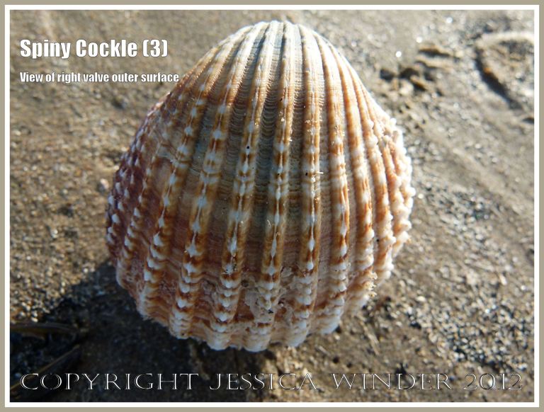 Spiny cockle (3) - View of the right valve outer surface Acanthocardia aculeata L. showing outline shape, radiating ribs, and spines joined by a continuous ridge along each of the ribs. Rhossili Bay, Gower, South Wales. 