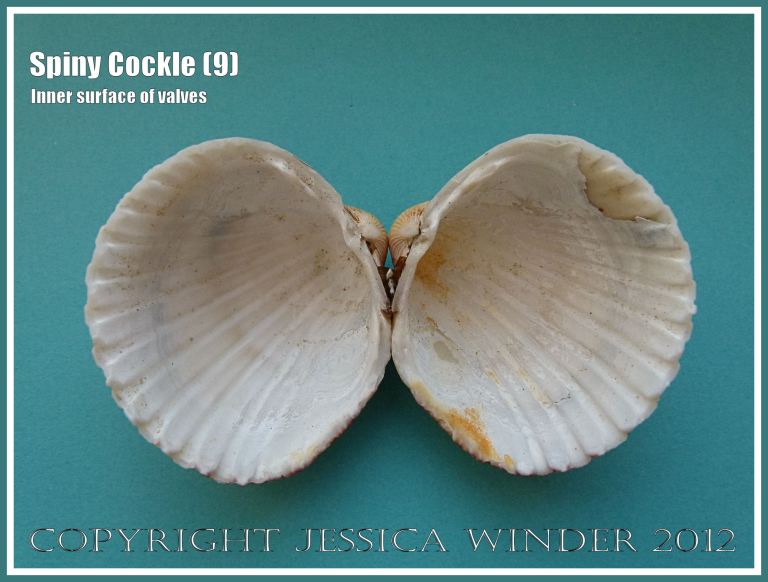 Spiny Cockle 9 - View of the inside of a pair of Acanthocardia aculeata valves - opened out but still joined by the ligament - showing the relatively straight posterior margin compared with the curved anterior margin. Margins have deep crenulations continuous with prominent grooves extending throughout the inside of the shell. 