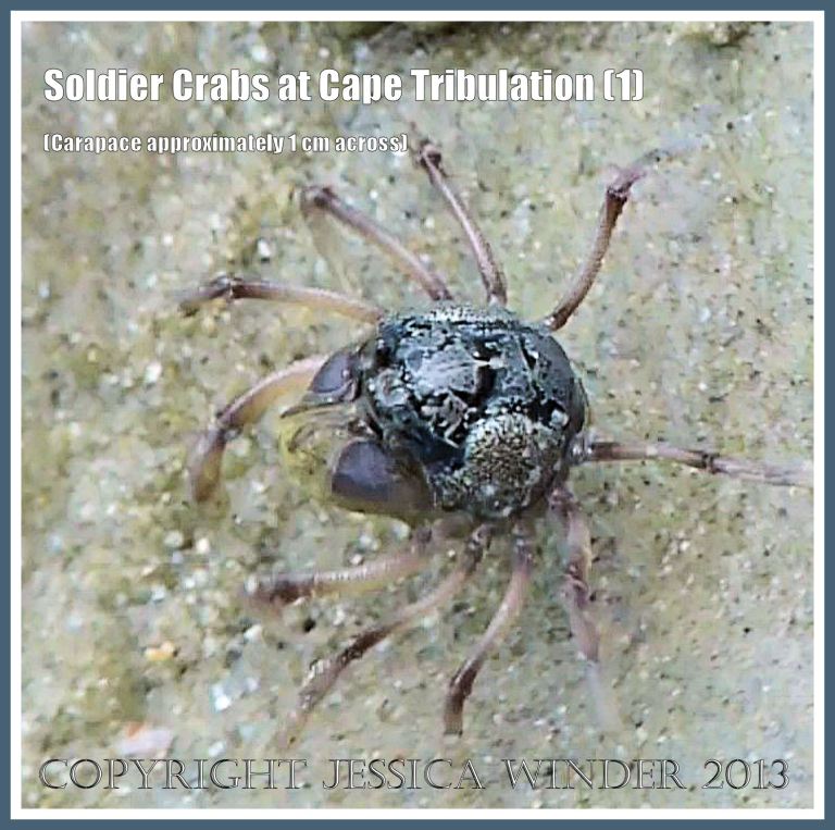 Soldier Crabs at Cape Tribulation (1) - A tiny individual Soldier Crab (about 1 cm across carapace) on the muddy wet sand at Myall Beach near Cape Tribulation, Queensland, Australia.