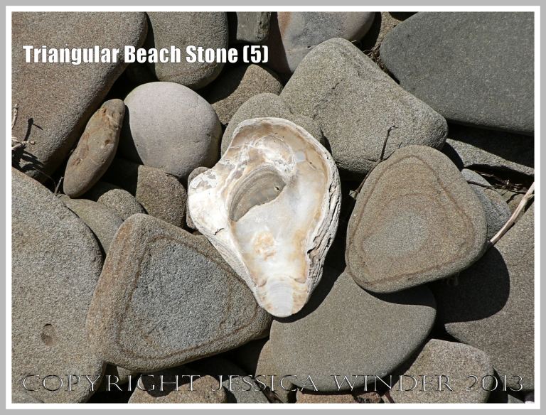 Triangular Beach Stone (5) - Natural triangular shape of two pebbles or beach stones with an oyster shell on the beach. 