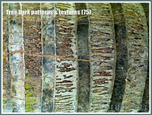Tree bark patterns & textures (75) - Natural patterns, colours and textures of bark on various types of Palm trees in Queensland, Australia. Examples of natural abstract art.