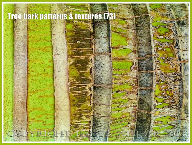 Tree bark patterns & textures (73) - Natural patterns, colours and textures of bark on various types of Palm trees in Queensland, Australia. Examples of natural abstract art. 