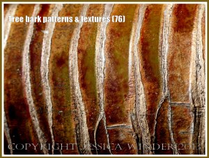 Tree bark patterns & textures (76) - Natural patterns, colours and textures of bark on various types of Palm trees in Queensland, Australia. Examples of natural abstract art.