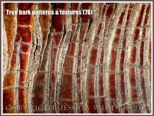Tree bark patterns & textures (78) - Natural patterns, colours and textures of bark on various types of Palm trees in Queensland, Australia. Examples of natural abstract art.