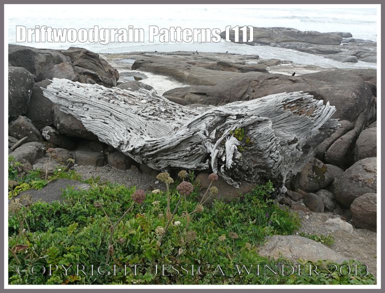 Driftwoodgrain Patterns (11) - Large tree trunk driftwood washed up on a basalt covered beach in Oregon.