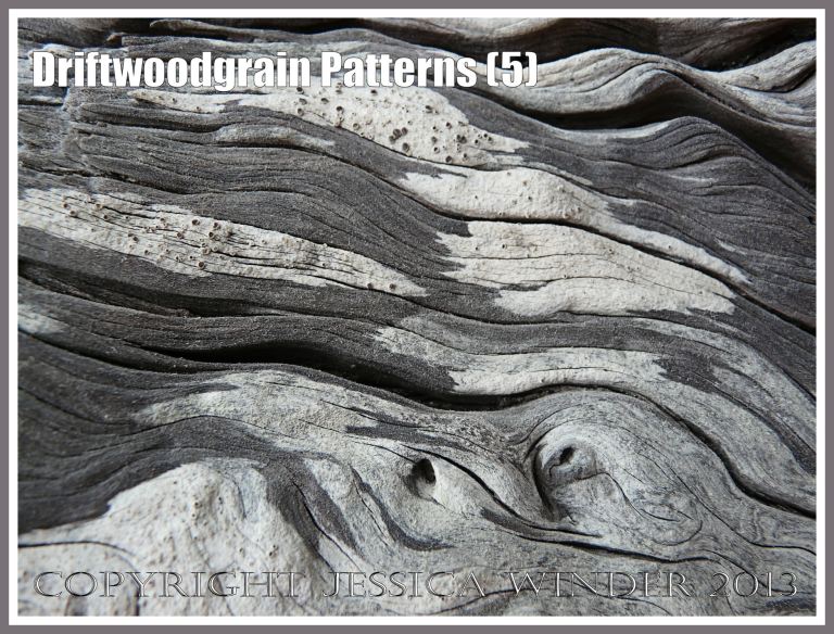 Driftwoodgrain Patterns (5) - Natural patterns of swirls and grooves in weathered driftwood, with patches of black and white lichen encrustation, washed up on an Oregon Coast beach.
