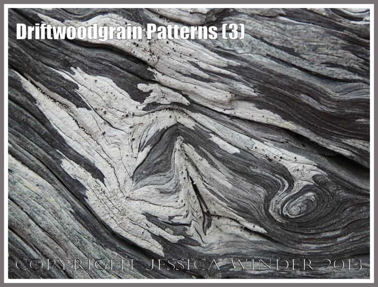 Driftwoodgrain Patterns (3) - Natural patterns in weathered driftwood washed up on an Oregon Coast beach - with encrusting black and white lichen.