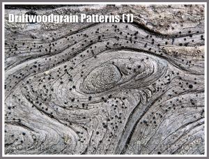 Driftwoodgrain Patterns (1) - Natural patterns in weathered driftwood washed up on an Oregon coast beach. The small black dots are lichen.