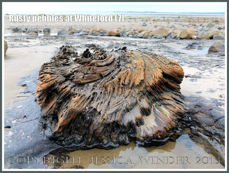 Rusty Pebbles at Whiteford (7) - Ancient iron-stained log embedded in peat from a submerged post-glacial forest - associated with pebbles on the beach at Whiteford Sands, Gower, South Wales, some of which are also covered with a rusty deposit thought to derive from the break-up of an iron-pan associated with the disintegration of the Holocene peat layer.